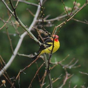 Meet your Posher, Tracy